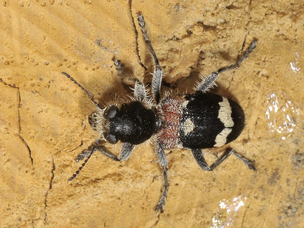 Clerus mutillarius